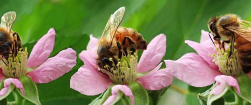Fleißige Bienen auf Hof Bavendamm – BUND Bremen lädt ein